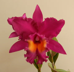 Sunset Colour Chart 'Red Rose'