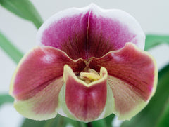 Paph William Provine x Paph. Flash Point