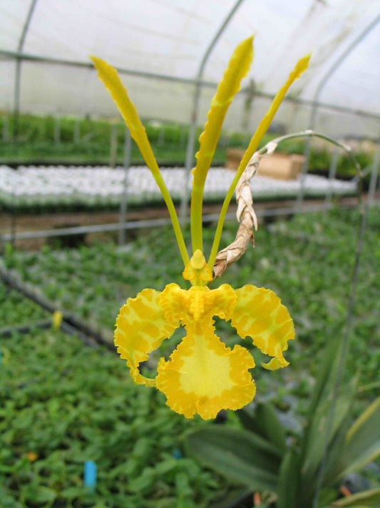 Psychopsis Mariposa f. alba (RARE FLASK)