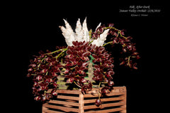 Catasetum Fdk. After Dark 'Sunset Valley'