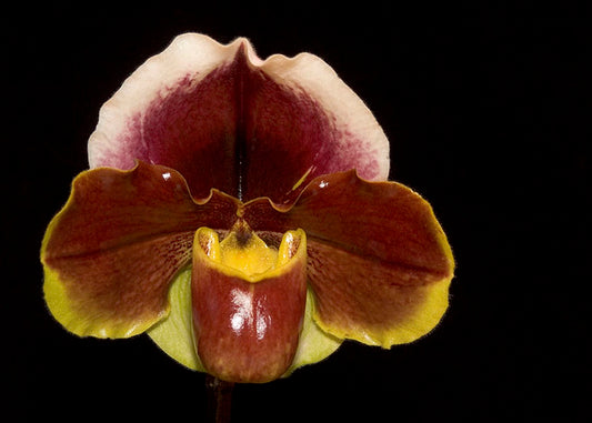 Paph California Girl 'Foxy Lady' x Paph Winesap 'Cidre'