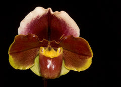 Paph California Girl 'Foxy Lady' x Paph Winesap 'Cidre'