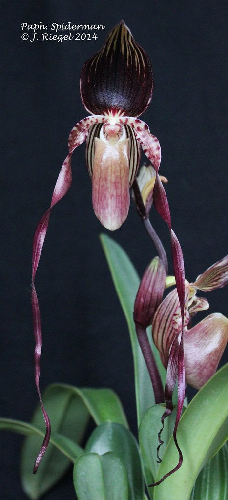 Paph. Spiderman (Michael Koopowitz x adductum)