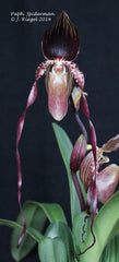 Paph. Spiderman (Michael Koopowitz x adductum)