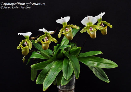 Paphiopedilum spicerianum "leaf small" FLASK