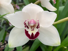 Cymbidium. Fleming Pepper Dural x Cymbidium. Amorosi Elinox