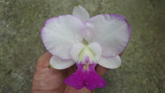 C. walkeriana var.semi-alba"Elixir of Love"(FLASK/TISSUE CULTURE 20+ PLANTS)