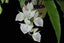 TOP - Catasetum pileatum var. alba (Fragrant Species)