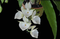 TOP - Catasetum pileatum var. alba (Fragrant Species)