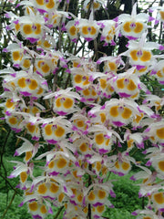 Dendrobium devonianum (ORCHID SPECIES FLASK)