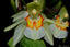 Coelogyne assamica (Species)