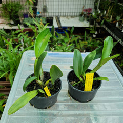 Fragrant Rhyncattleanthe Moon Star