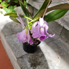 (Highly Fragrant) Cattleya Jenmanii  Coerulea (Species From Brazil)