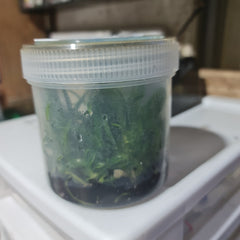 Orchid Flask ( Spotted Cattleya- C. Waianae Leopard X Jungle Gem X Ollies Folly)