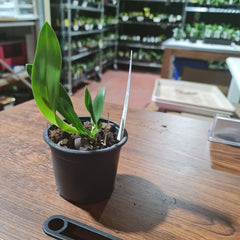 Den. Spectabile 'Bizarre' HCC/AOC X Den. Spectabile 'Taiwan'