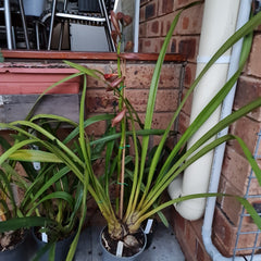 Alexandra's Flame x Red Khan ‘Dural’