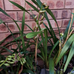 Cymbidium Red Treasure 'Orange Crush'