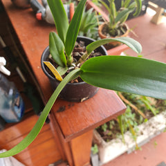 Fragrant Rhyncattleanthe Moon Star