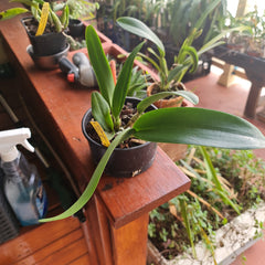 Fragrant Rhyncattleanthe Moon Star