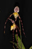 Paphiopedilum philippinense var. roebelenii (RARE HARD TO FIND MULTIFLORAL)
