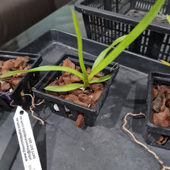Vanda Tricolor (Fragrant)