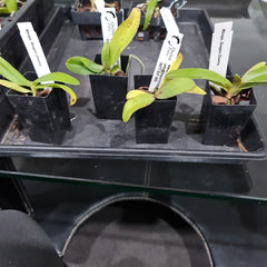 Fragrant Rhnps.Dragon Charmy