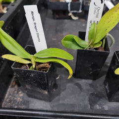 Fragrant Rhnps.Dragon Charmy