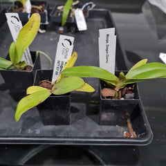 Fragrant Rhnps.Dragon Charmy