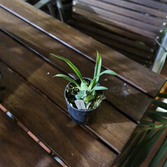 Oncidesa Possum Woolf