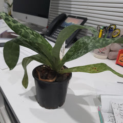 Paph. Hsinying Lime X Hsinying Citron Chin Hua Giant X Hsinying Dragon 'Double Trouble'