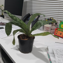 Paph. Hsinying Lime X Hsinying Citron Chin Hua Giant X Hsinying Dragon 'Double Trouble'