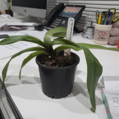 Paphiopedilum Spicerianum