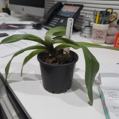 Paphiopedilum Spicerianum