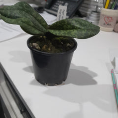 Paph. Venustum X Sib Huge Spots X Fox Catcher Junior