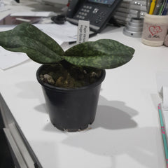 Paph. Venustum X Sib Huge Spots X Fox Catcher Junior