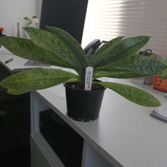 Paph. Hsinying 'Superwings'X Shin Yi Heart 'Jeff'