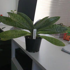 Paph. Hsinying 'Superwings'X Shin Yi Heart 'Jeff'