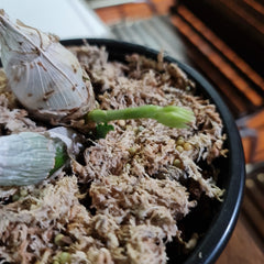 (In Spikes Now) Catasetum Portagee Star 'BLS' HCC/AOS X Ctsm. Chuck Taylor 'SVO'