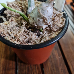 (In Spikes Now) Catasetum Portagee Star 'BLS' HCC/AOS X Ctsm. Chuck Taylor 'SVO'