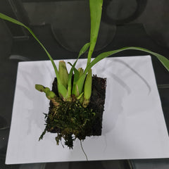Oncidium Jiuhbao Gold KBR ( Mericlone)
