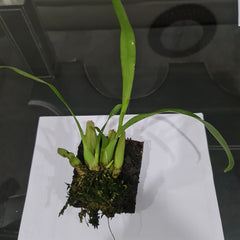 Oncidium Jiuhbao Gold KBR ( Mericlone)