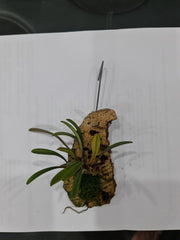 Dryadella Simula Species From Peru