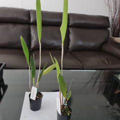 Myoxanthus serripetalus (Unusal Orchid Species From Ecuador)