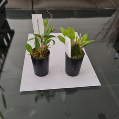 Restrepia Angustilabia (Species From Peru)