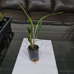 Pleurothallis Viduata (Species From Ecuador)