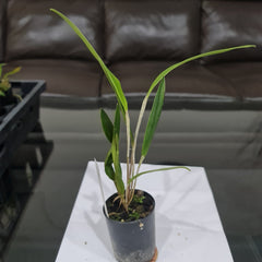 Pleurothallis Viduata (Species From Ecuador)