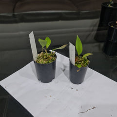 Pleurothallis Rowlee (Species From Panama)