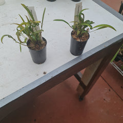 Pleurothallis Allenis (Species From Panama)