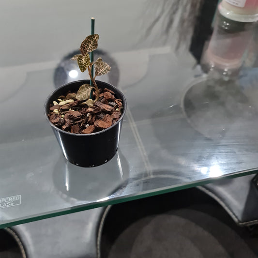 Jewel Orchid (Beautiful Indoor Plant)