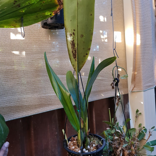 Maxillaria Perryae (Species From Ecuador)